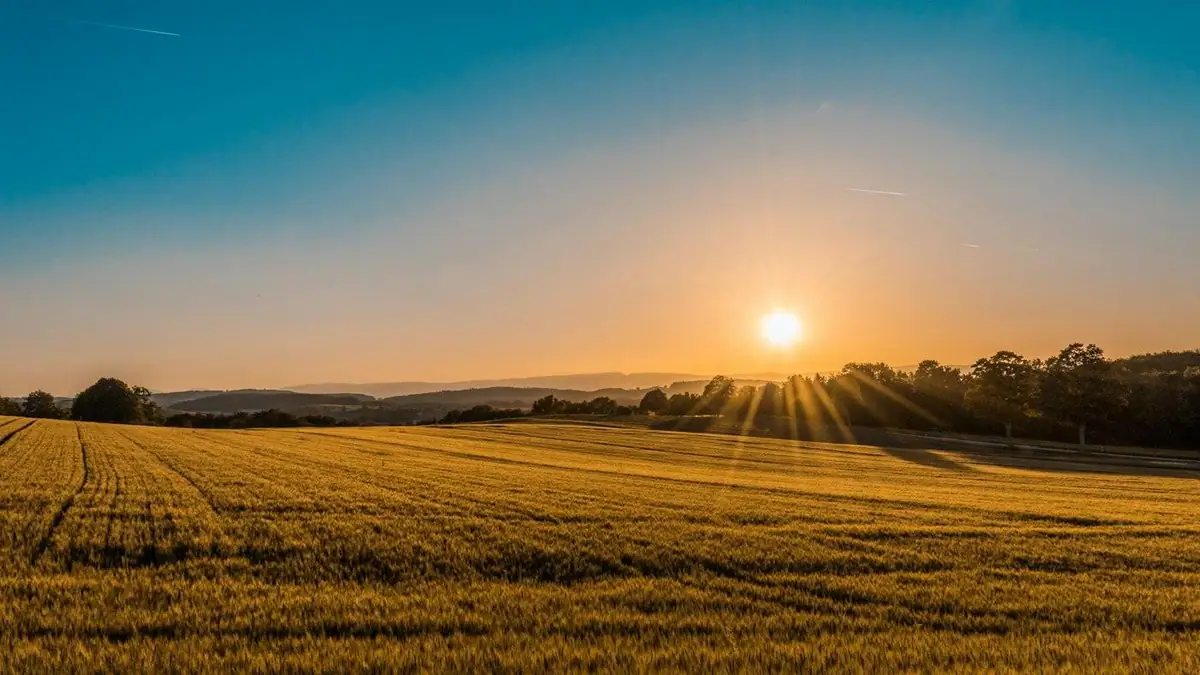 Farm field in late light